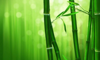 5 аромата с бамбукови нотки – защото е модерно
