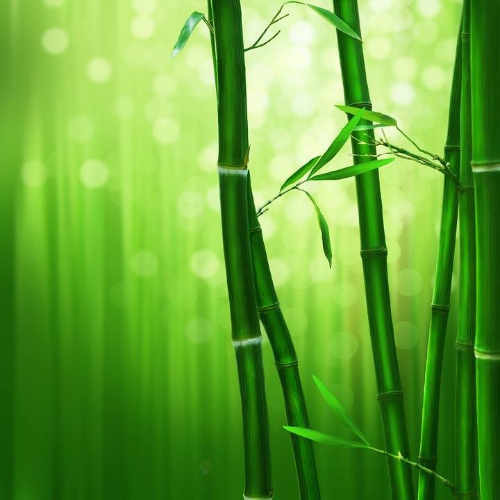 5 аромата с бамбукови нотки – защото е модерно