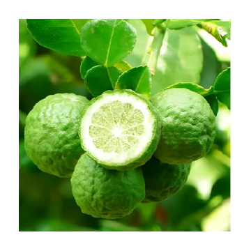 Nasamat England Cashmere